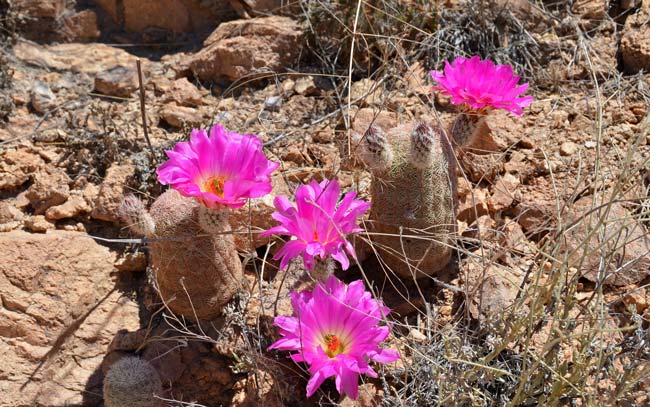 Rainbow Hedgehog Cactus flowers appear to be over-sized for the small stems they emerge from. Flowers bloom from May to August. Echinocereus 